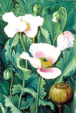 Foliage, Flowers and Seed-Vessel of the Opium Poppy