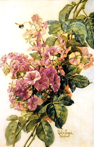 Morning Glories