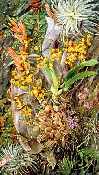 Group of Epiphytal Orchids and Bromeliads, Brazil