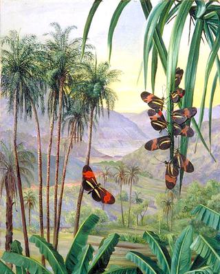 Landscape at Morro Velho, Brazil