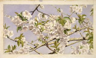 Apple Blossoms