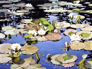 Water Lilies