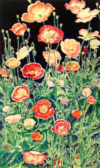 Shirley Poppies