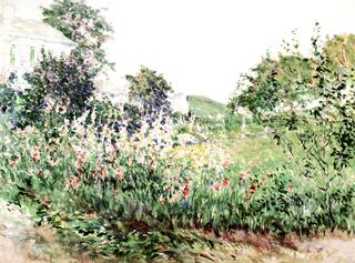 Gladiolus in Bloom