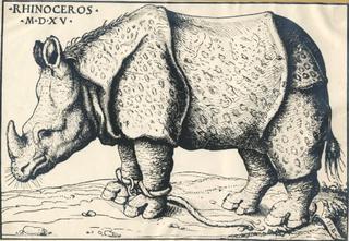 Rhinoceros