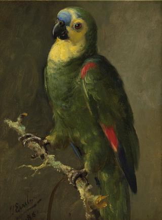 Parrot