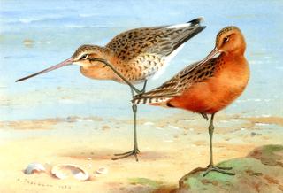 A Pair of Bar-Tailed Godwit