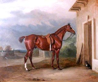 'Orion', a Chestnut Hunter Outside a Stable
