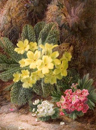 Primroses
