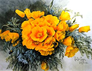 California Poppies