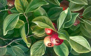 Psidium littorale