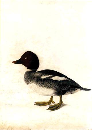 Redhead Duck