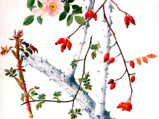 Rosehips