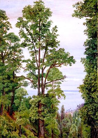 The Canary Islands Pine at Icod, Teneriffe