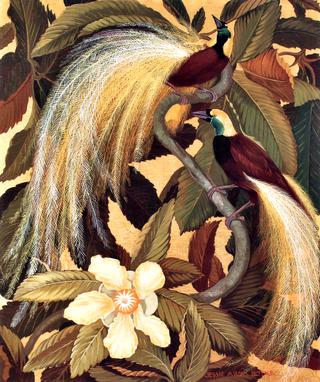 Birds of Paradise