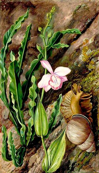 Ground Orchid, Carqueja and Giant Snail, Brazil