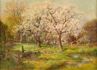 Apple Blossoms