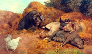 Pigs Disturbed by a Hen