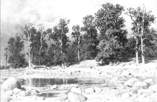 Shore of oak grove of Peter the Great in Sestroretsk