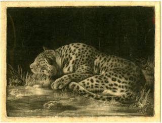 A Cheetah Sleeping