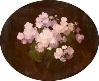 Primulas