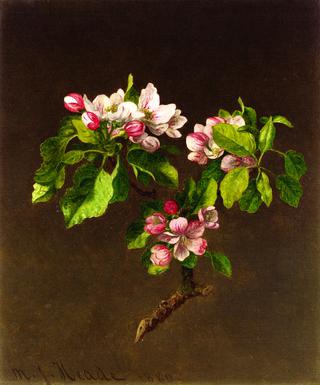 Apple Blossoms