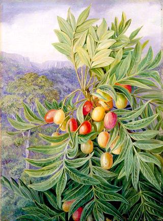The Kaffir Plum, Painted in the Perie Bush, South Africa