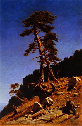 Pines
