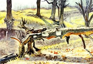 Fallen Tree in Woods