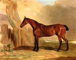 Old Favourite, a Bay Hunter in a Landscape