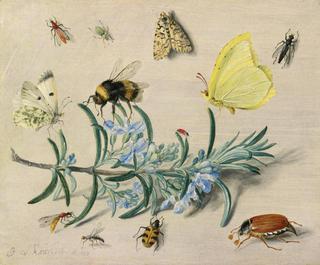 Study of Insects