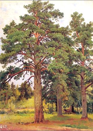 Pines without Sunshine (Study)
