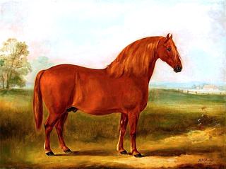 Stallion