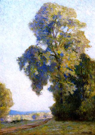Hazy Morning, Lombardy Poplars