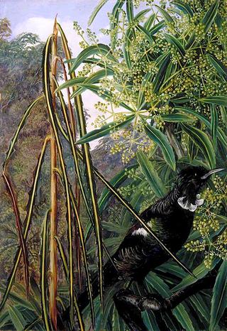 Fishbone Tree and the Parson Bird of New Zealand