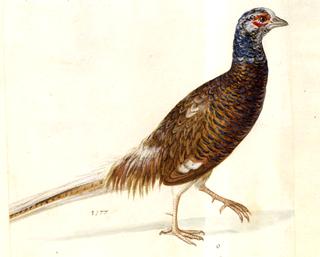 Male Pheasant