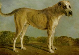 Hunting Dog