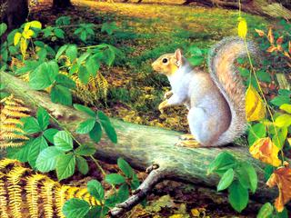 Squirrel