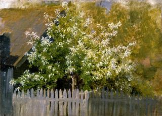 Bird-Cherry Tree
