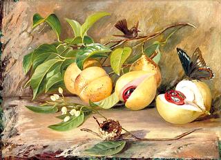 Foliage, Flowers and Fruit of the Nutmeg Tree and Humming Bird, Jamaica