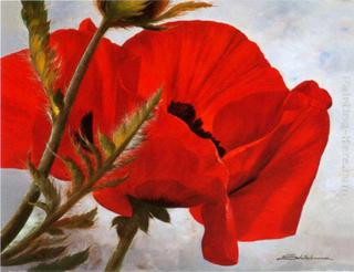Red Poppy