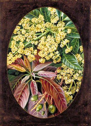 Foliage, Flowers and Seed-Vessels of Cotton and Fruit of Star Apple, Jamaica