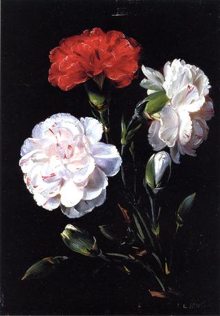 Carnations