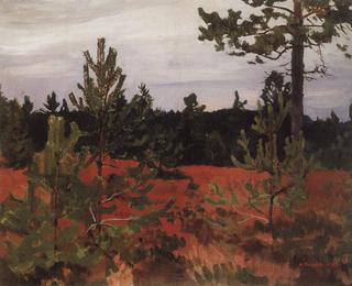 Pine Trees and Heather