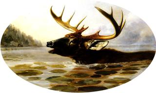 Swimming Buck