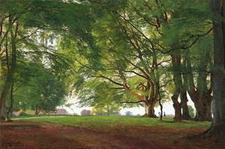 Beech Trees in Summertime