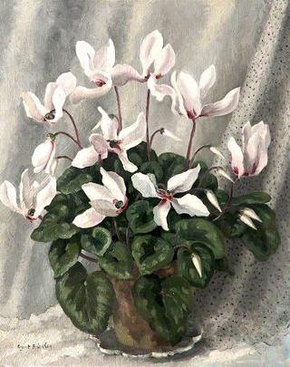 仙客来花
