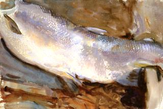 Study of Salmon