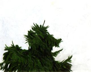 Top of Fir Tree
