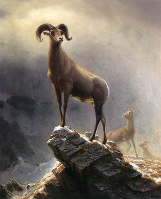 Rocky Mountain Sheep
